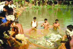 कुतूहल – आदिवासींची सहकारी मासेमारी