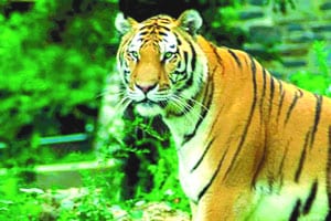 देशभर १६ जानेवारीपासून व्याघ्रगणना