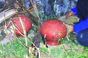 इंडियन बार्बेक्यूची मैफल!