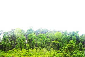 संयुक्त वन व्यवस्थापनाद्वारे वन संरक्षण, संरक्षण शक्य – नकवी