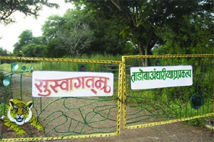 ताडोबातील कोळसावासीयांवर पुनर्वसनासाठी दबाव, रोजंदारीही बंद