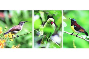 ब्लॉगर्स कट्टा : पक्षी आणि मी..