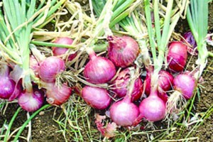 कांदा बियाण्यांच्या तुटवडय़ामुळे उत्पादक हैराण