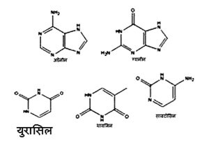 कुतूहल: डीएनएमधील नत्रयुक्त घटक