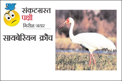सायबेरियन क्रौंच