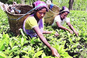 देशातील चहा उत्पादन २०१३-१४ मध्ये ८% वाढून १२२.४५ कोटी किलोग्रॅमवर!