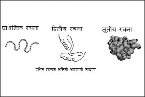 कुतूहल : डीएनए आणि अमिनो आम्ल
