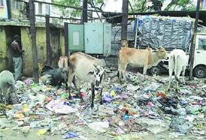 पालिका कर्मचाऱ्यांच्या आंदोलनाने आरोग्य व्यवस्थेपुढे संकट पालिका कर्मचाऱ्यांच्या आंदोलनाने आरोग्य व्यवस्थेपुढे संकट