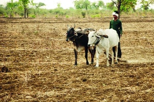 उस्मानाबादेत केवळ २५ हेक्टरवर पेरणी