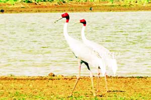 पावसा अभावी सारसांच्या अधिवासावर परिणाम