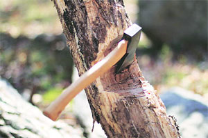 कोयना-चांदोली अभयारण्यांदरम्यान भ्रमणमार्गावरच शेकडो वृक्षांची तोड
