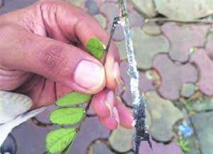 पर्जन्यवृक्षांसाठी आता ‘सेंद्रिय’ औषधांची मात्रा