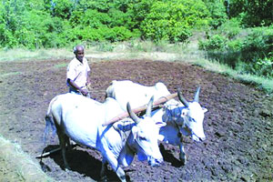 प. महाराष्ट्रातील शेतकऱ्यांनाच परदेशातील अभ्यास दौऱ्याचा लाभ