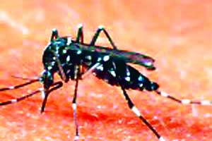 शहरातील उच्चभ्रू भागांतच डेंग्यूचे संशयित रुग्ण