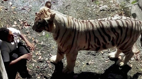 वाघाच्या हल्ल्यात युवकाचा दिल्लीत मृत्यू
