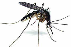 डेंग्यू अब्जावधी रुपयांचा आजार!