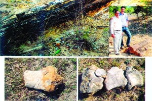 अमेरिकेतील संशोधकांकडून मध्यभारतातील जीवाश्मावर संशोधन