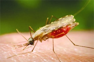 औषधांना न जुमानणारा मलेरिया