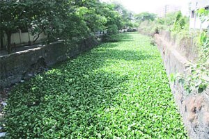 नालेसफाईचा मार्ग मोकळा