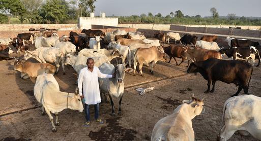 गोहत्या प्रतिबंधक कायद्यावर राष्ट्रपतींची स्वाक्षरी