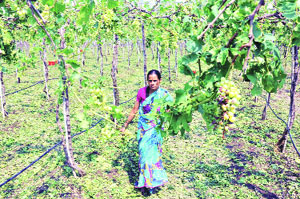 गारपिटीमुळे द्राक्ष निर्यात निम्म्याने घटण्याची भीती