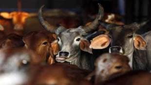 Slaughterhouse in UP , Yogi adityanath , 10 major meat slaughterhouses of India , Hindu, Loksatta, Loksatta news, Marathi, Marathi news