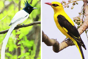 मुंबईत १९४ प्रजातींचे पक्षी