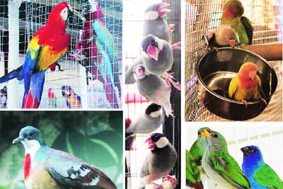दुर्मीळ पक्षी पाहण्याची मुंबईकरांची गर्दी