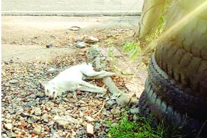 कुत्र्याच्या मृत्यूला जबाबदार महावितरणच्या विरोधात ‘एफआयआर’
