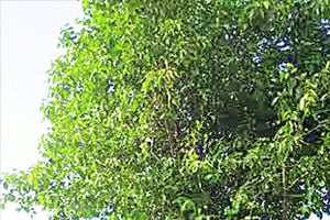 शुद्ध हवा आणि थंडगार सावली..!