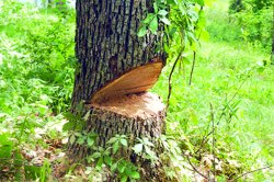 झाडे लावण्यासाठी सरसावणारे ढिगाने, वृक्षतोड थांबवणारे मात्र बोटावर मोजण्याइतके