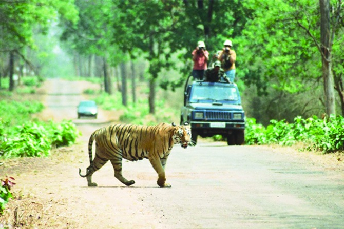 ताडोबाप्रेमींच्या आकर्षणासाठी ‘कोळसा संग्रहालय’ विचाराधीन