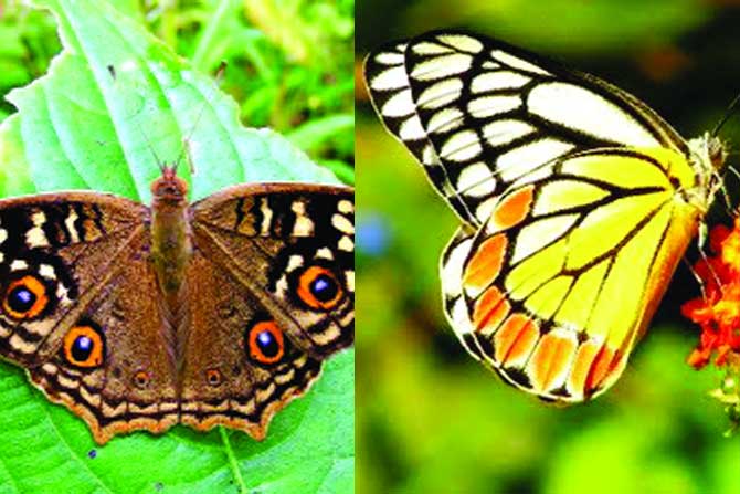 देशात १५०२, तर राज्यात फुलपाखरांच्या २२७ प्रजाती