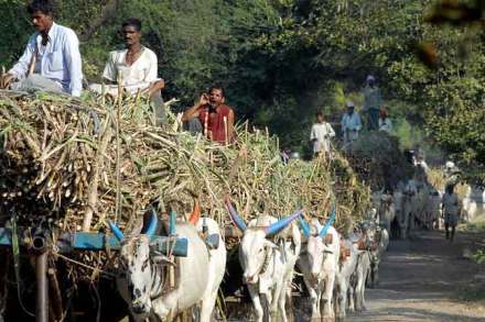 साखरेचे खाणार.. किती?