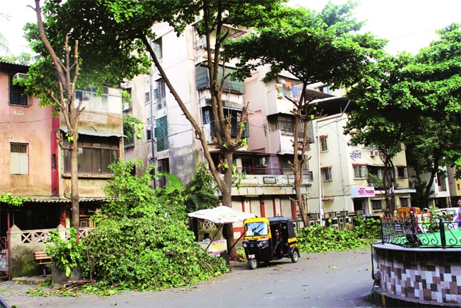 शहरांचा विकास झाडांच्या मुळावर