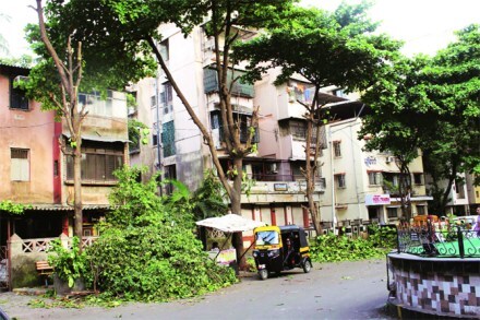 शहरांचा विकास झाडांच्या मुळावर