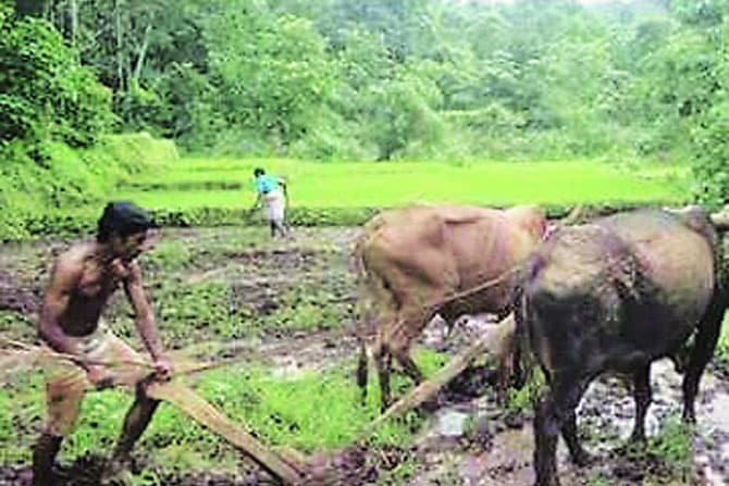 शेतकऱ्यांवर दुबार पेरणीचे संकट