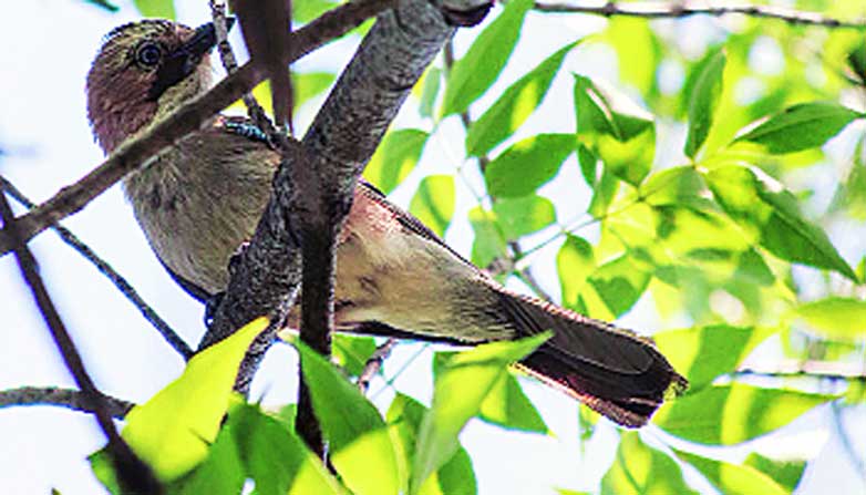 गाणाऱ्या पक्ष्यांच्या दोन प्रजातीत पश्चिम घाटात उत्क्रांती