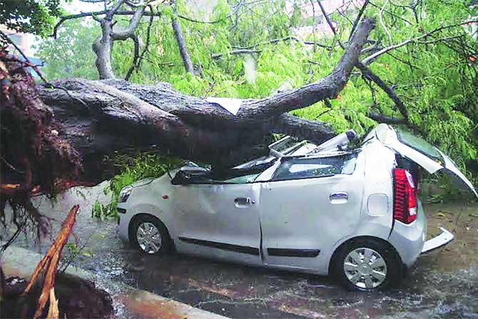 २४ तासांत ५० वृक्ष भुईसपाट