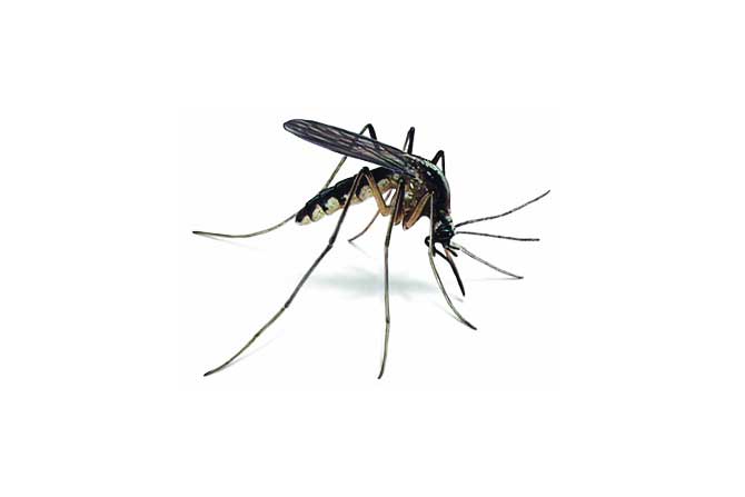 बदलापुरात डेंग्यूचे पाच संशयित रुग्ण
