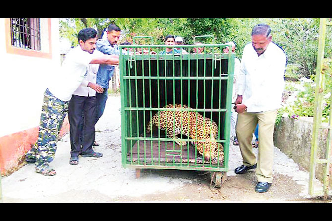 बिबटय़ाच्या हल्ल्याचा फटका बसलेल्या गावकऱ्यांसाठी तज्ज्ञ समितीचे उपाय