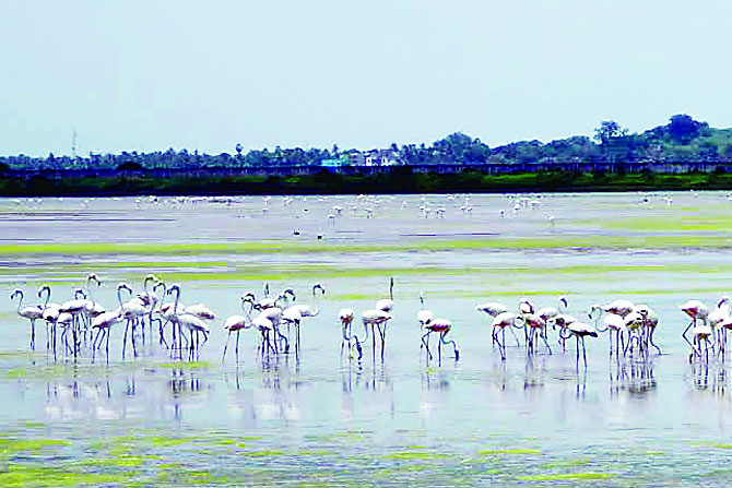 फ्लेमिंगो पक्ष्यांची सोलापूरकरांना साद