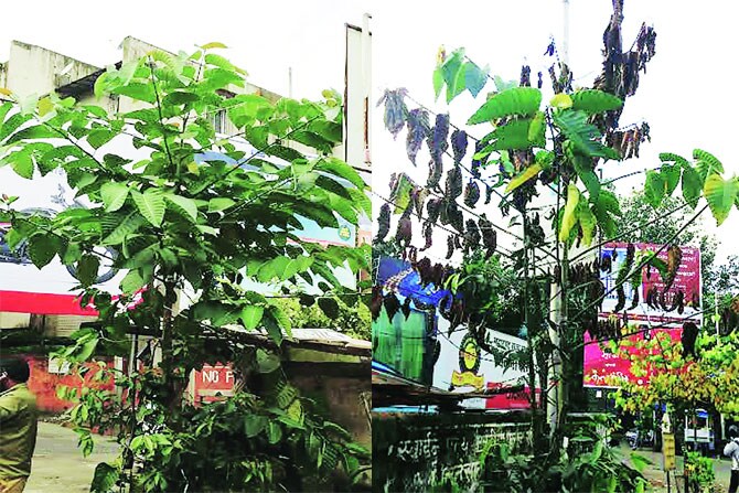 मोक्याच्या ठिकाणची झाडे हटविण्यासाठी विषप्रयोग?