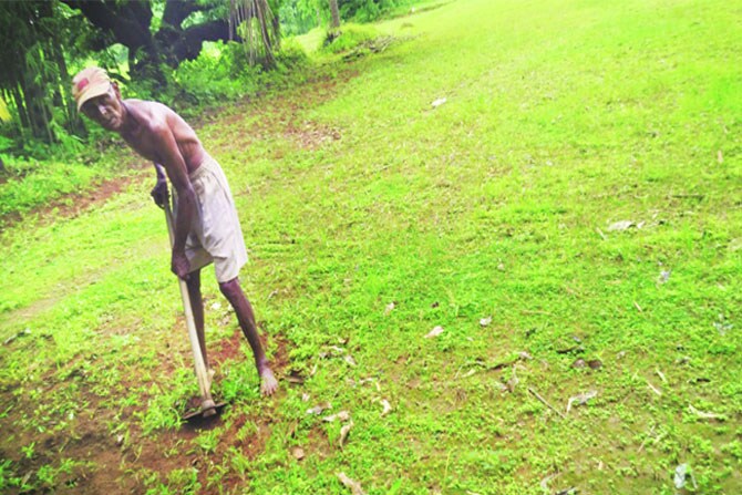 नागली पिकांना सिंधुदुर्गात प्राधान्य