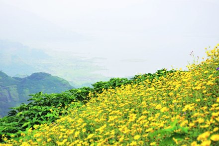 सह्य़ाद्रीचा पुष्पोत्सव