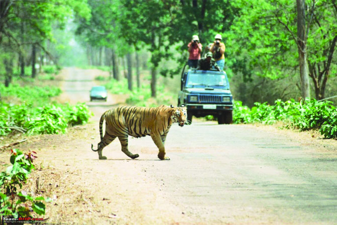 ताडोबात आजपासून मिनीबस सेवा,