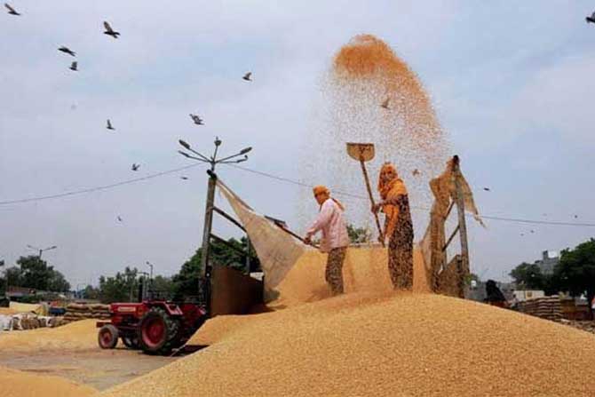 गव्हाची जनुकीय संकेतावली उलगडणार