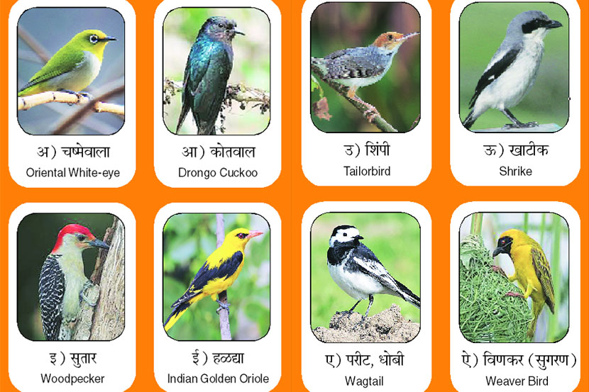 डोकॅलिटी :
