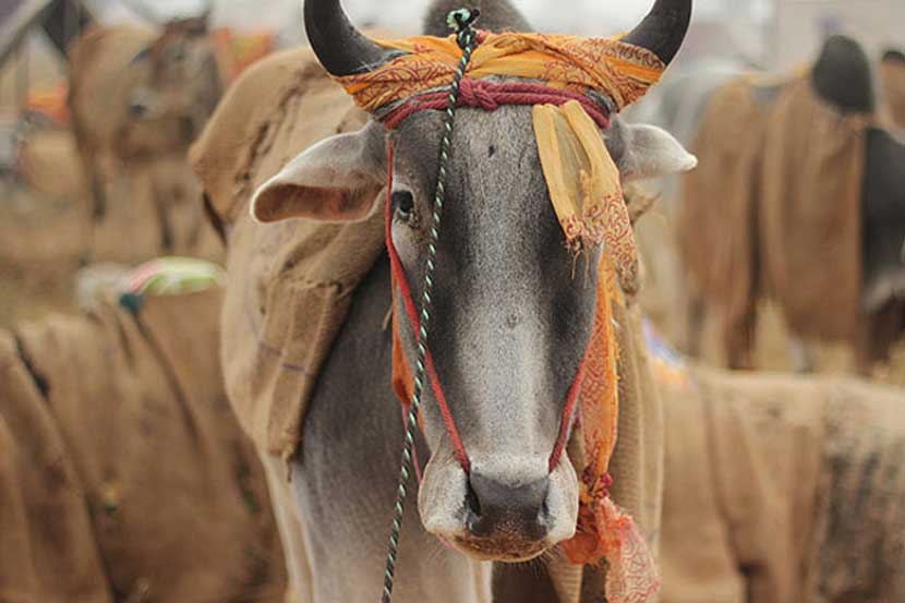 बकरी ईदला गोवंश हत्या नाही! तीन दिवसांसाठी बंदी उठवण्यास न्यायालयाचा नकार