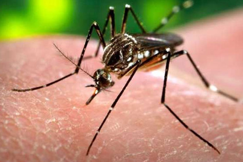 डेंग्यू, मलेरिया, काविळीचे थैमान